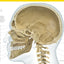The Complete Human Body, 2nd Edition: The Definitive Visual Guide (DK Human Body Guides)