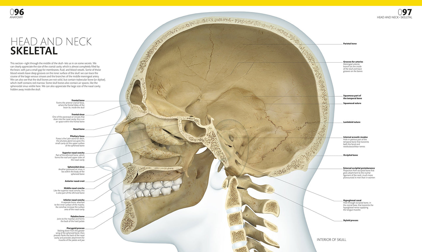 The Complete Human Body, 2nd Edition: The Definitive Visual Guide (DK Human Body Guides)
