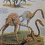 After Man: A Zoology of the Future by Dougal Dixon