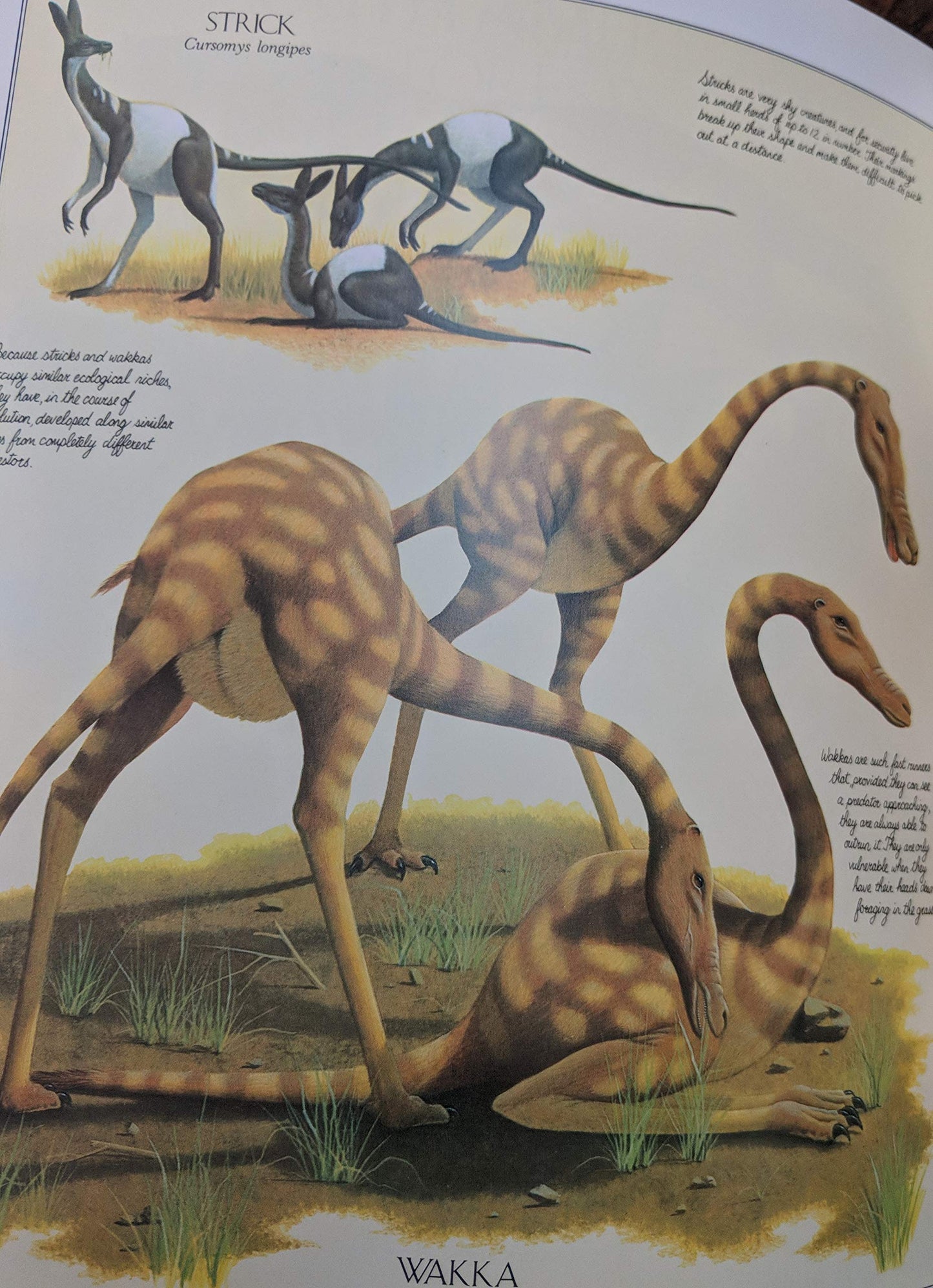 After Man: A Zoology of the Future by Dougal Dixon