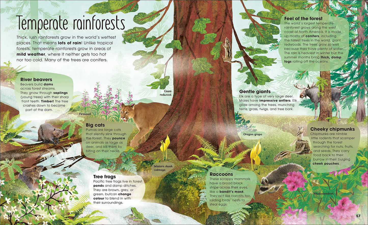 The Magic and Mystery of Trees (The Magic and Mystery of the