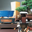 The Bonsai Handbook (IMM Lifestyle Books) The Science and Art of Bonsai from Anatomy to Aesthetics, and How to Grow Your Own, including Pinching, Pruning, Wiring, Holiday Care, and a Photo Gallery