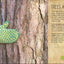 The Magic and Mystery of Trees (The Magic and Mystery of the