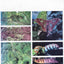 Costa Rican Natural History