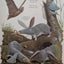 After Man: A Zoology of the Future by Dougal Dixon