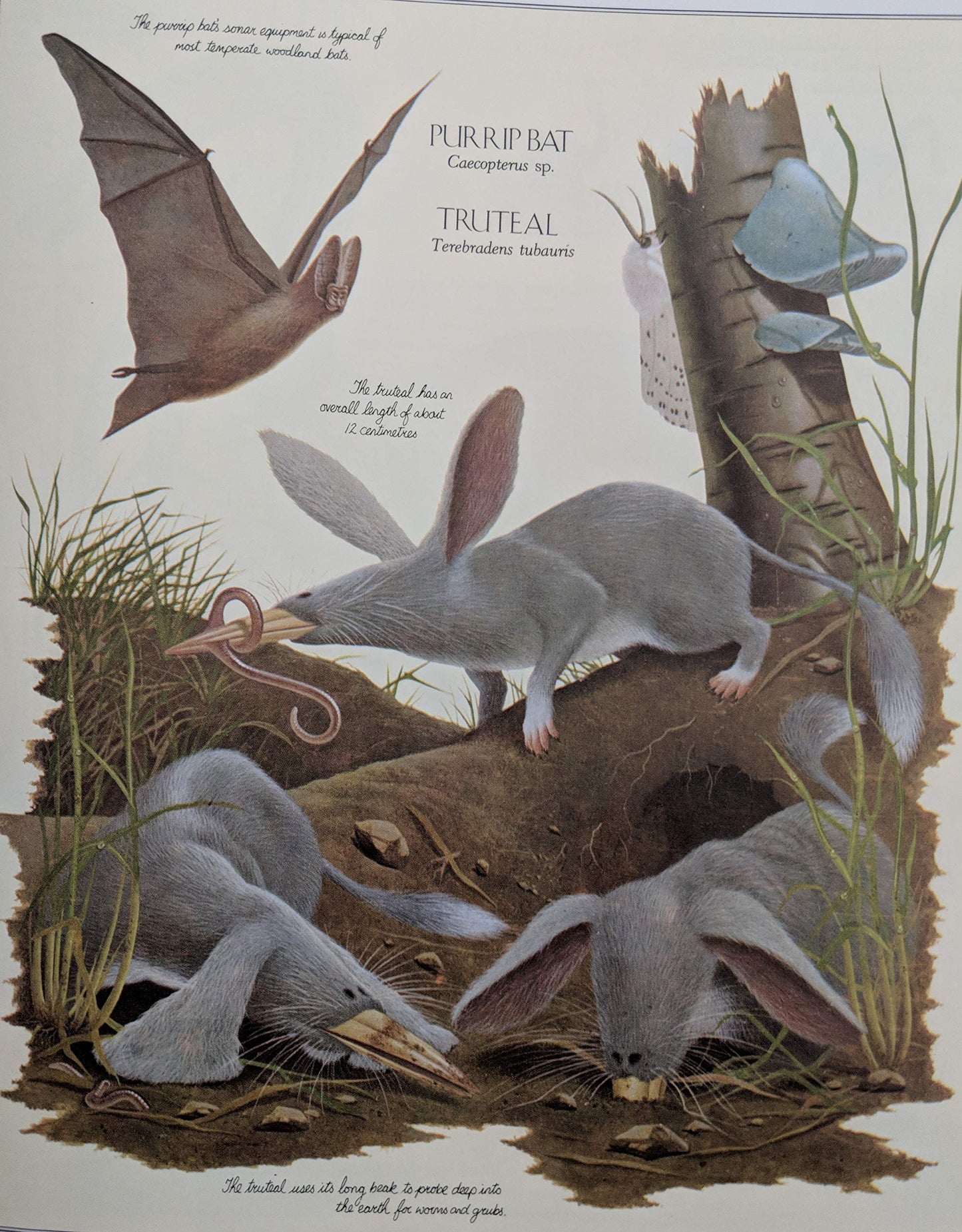 After Man: A Zoology of the Future by Dougal Dixon