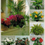 Success with House Plants - 3 Ring Binders including groups 1 - 19