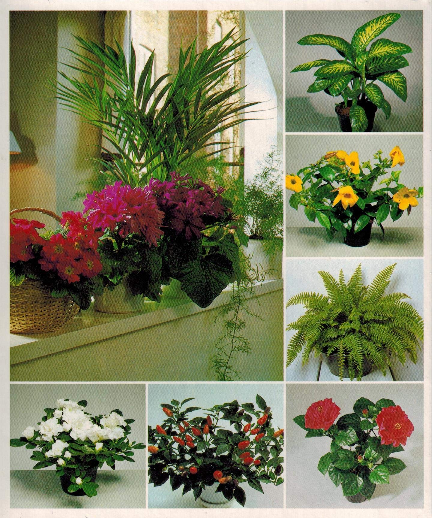 Success with House Plants - 3 Ring Binders including groups 1 - 19