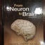 From Neuron to Brain