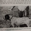 The training and care of the versatile hunting dog