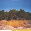 The Summer Book