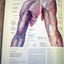 Musculoskeletal System, Part 1: Anatomy, Physiology, and Metabolic Disorders (NETTER COLLECTION OF MEDICAL ILLUSTRATIONS)