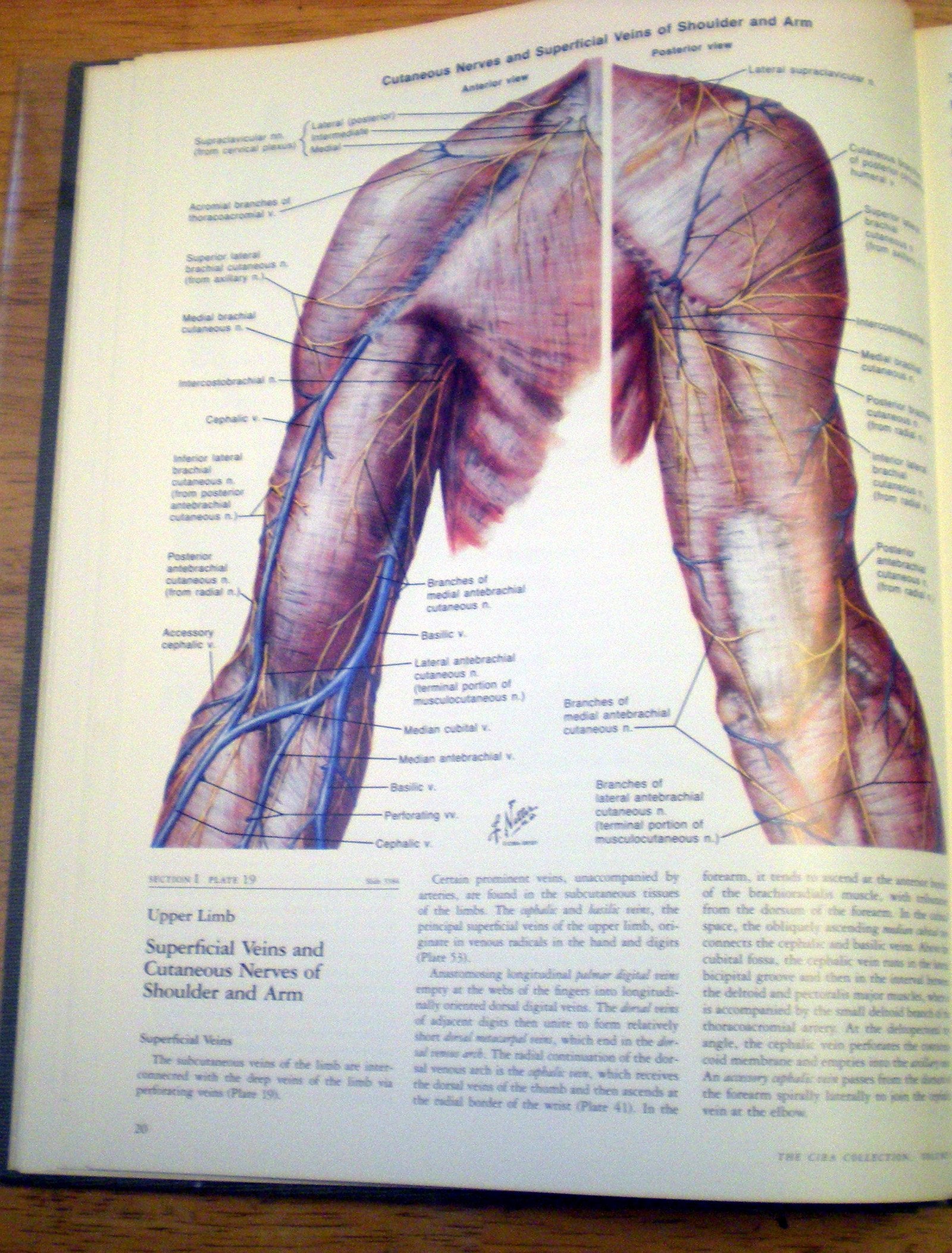 Musculoskeletal System, Part 1: Anatomy, Physiology, and Metabolic Disorders (NETTER COLLECTION OF MEDICAL ILLUSTRATIONS)