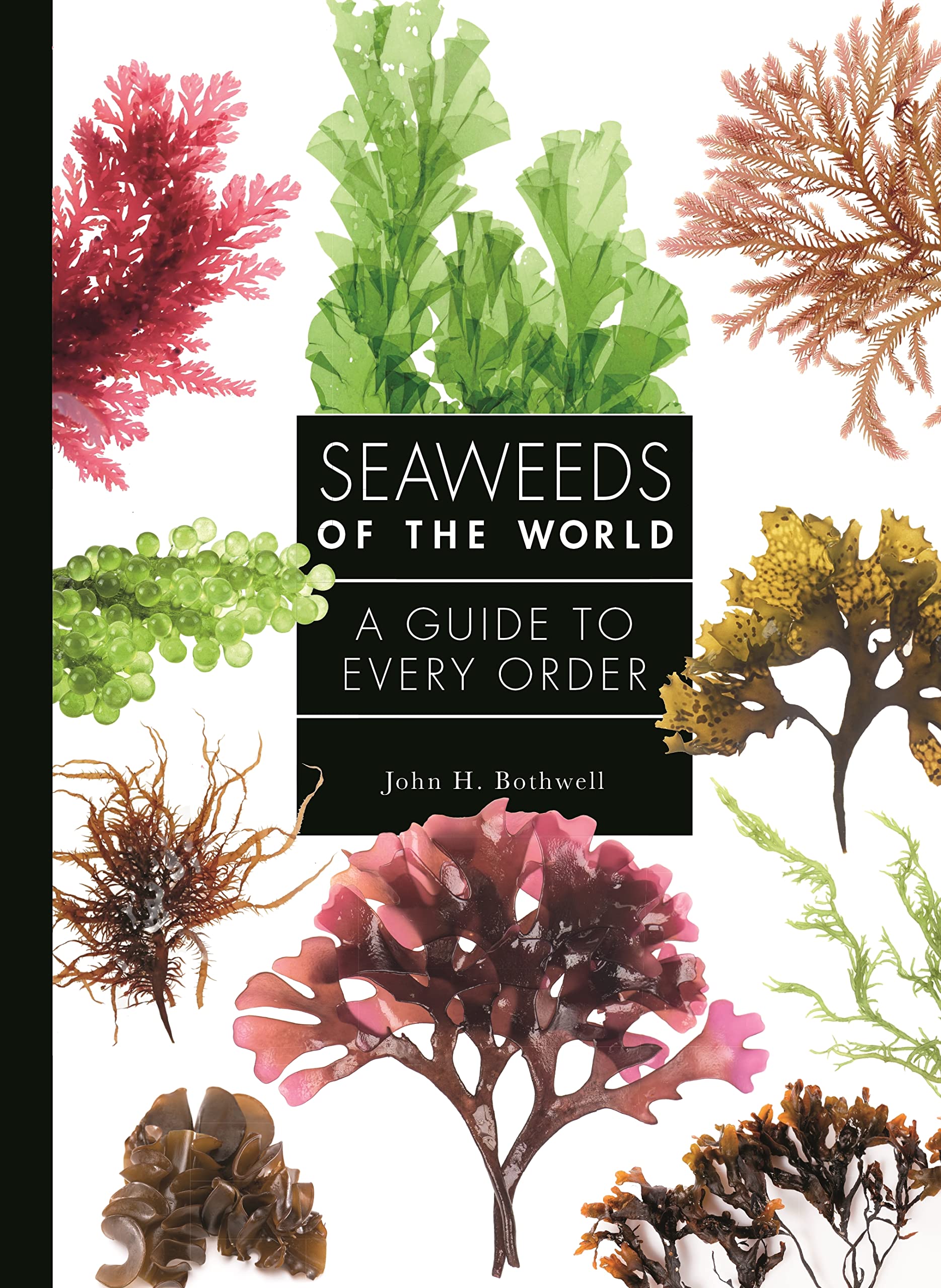 Seaweeds of the World: A Guide to Every Order (A Guide to Every Family, 4)