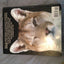 Animal: The Definitive Visual Guide to the World's Wildlife