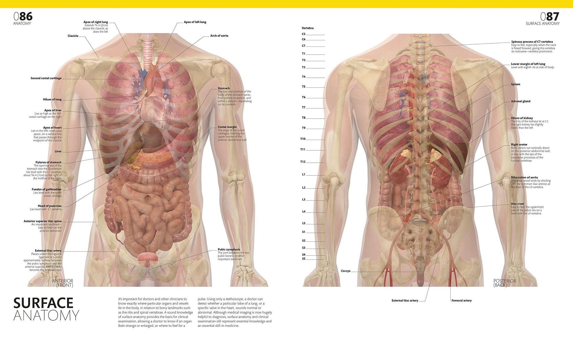 The Complete Human Body, 2nd Edition: The Definitive Visual Guide (DK Human Body Guides)