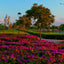 Gardens of Marrakesh by Gray, Angelica