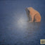 Polar Dance: Born of the North Wind
