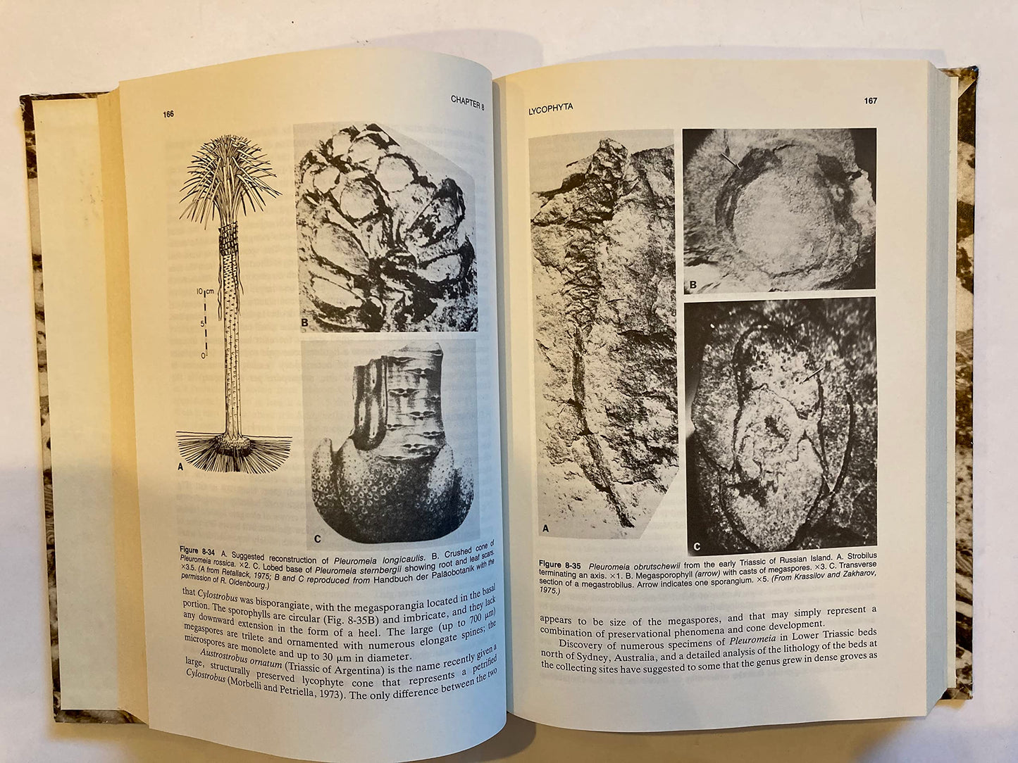 Paleobotany: An Introduction to Fossil Plant Biology by Taylor
