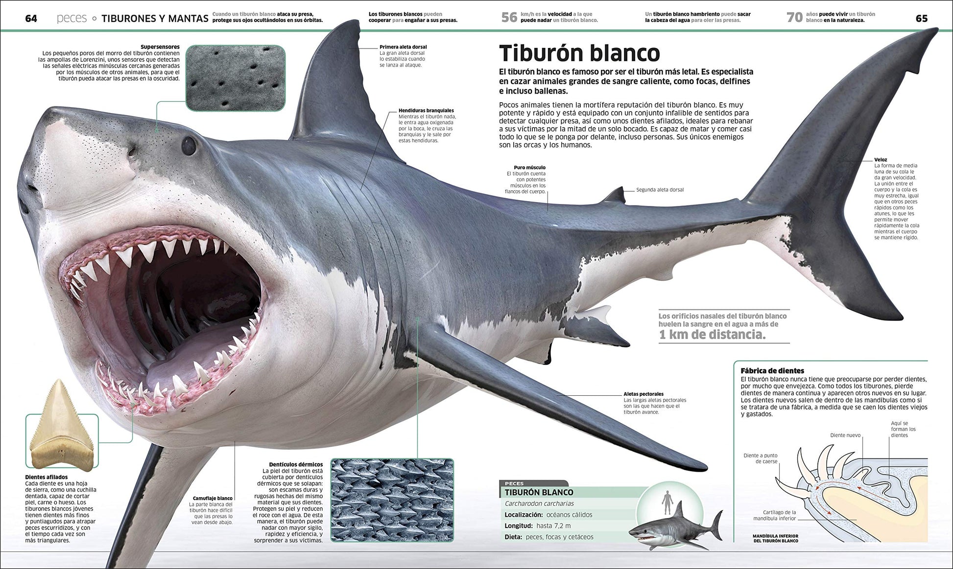Animales (Knowledge Encyclopedia Animal!): El reino animal como nunca lo habas visto (Spanish Edition)