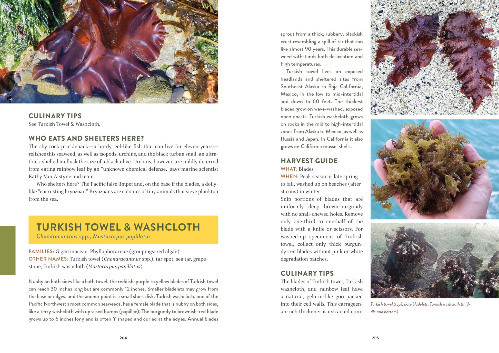 Pacific Harvest: A Northwest Coast Foraging Guide