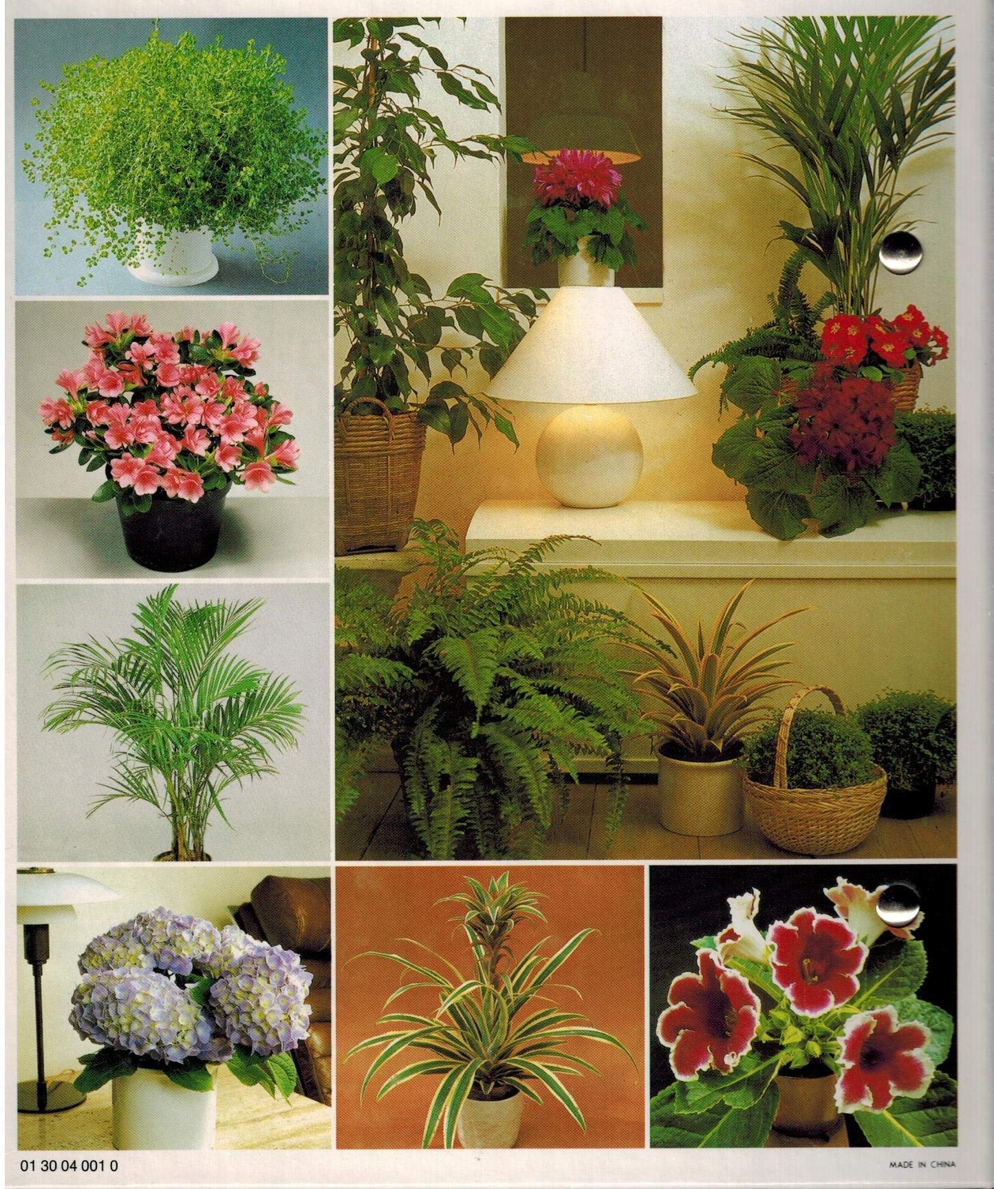 Success with House Plants - 3 Ring Binders including groups 1 - 19