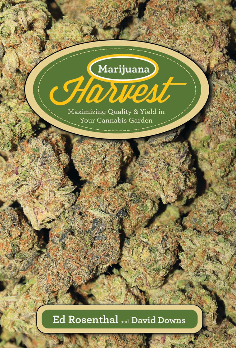 Marijuana Harvest: How to Maximize Quality and Yield in Your Cannabis Garden
