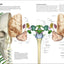 The Human Brain Book: An Illustrated Guide to its Structure, Function, and Disorders (DK Human Body Guides)