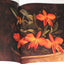 The Forgotten Orchids of Alexandre Brun