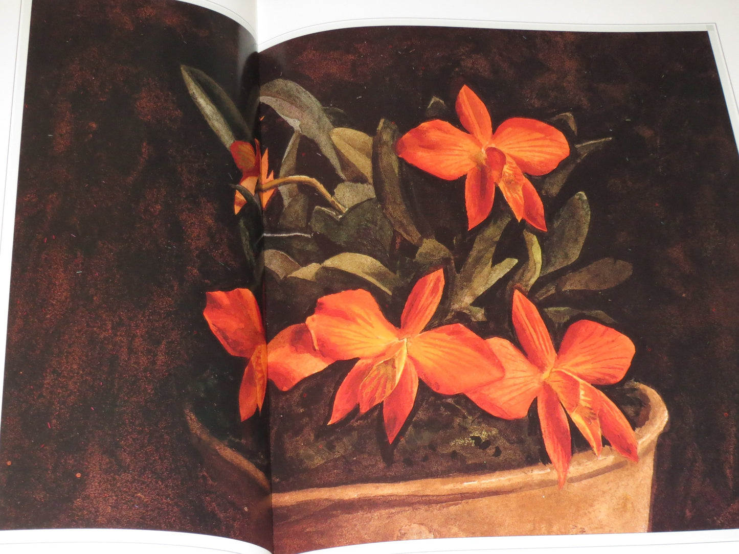 The Forgotten Orchids of Alexandre Brun