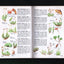 Non-Flowering Plants; Ferns, Mosses, Lichens, Mushrooms and
