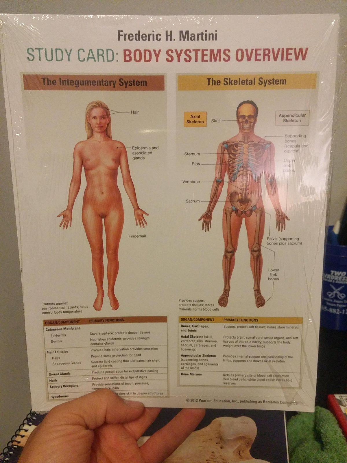 Visual Anatomy & Physiology