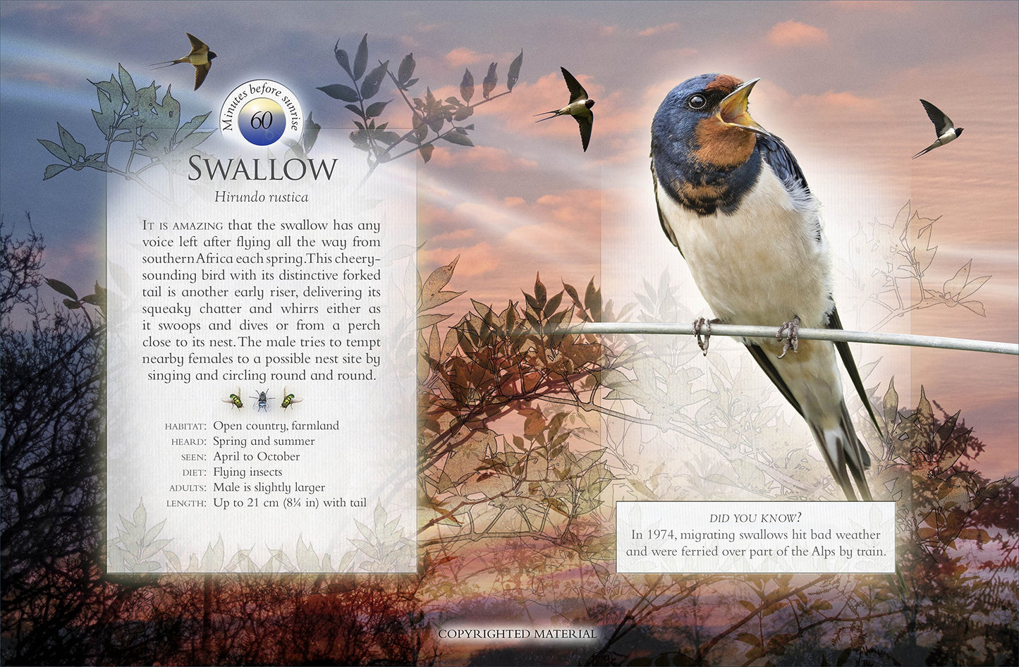 Little Book Of The Dawn Chorus
