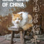 Shop Cats of China