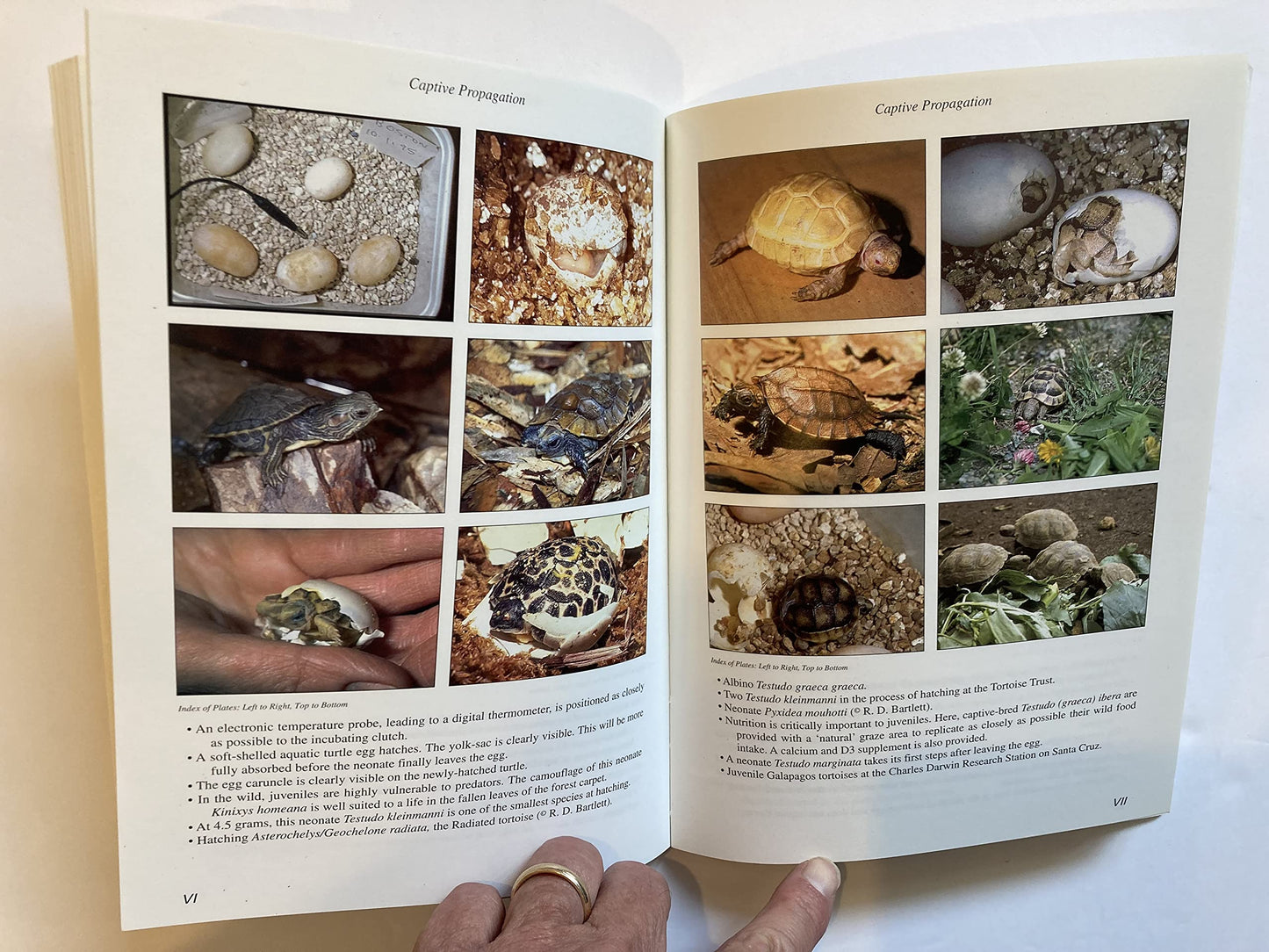 Practical Encyclopedia of Keeping and Breeding Tortoises and Freshwater Turtles