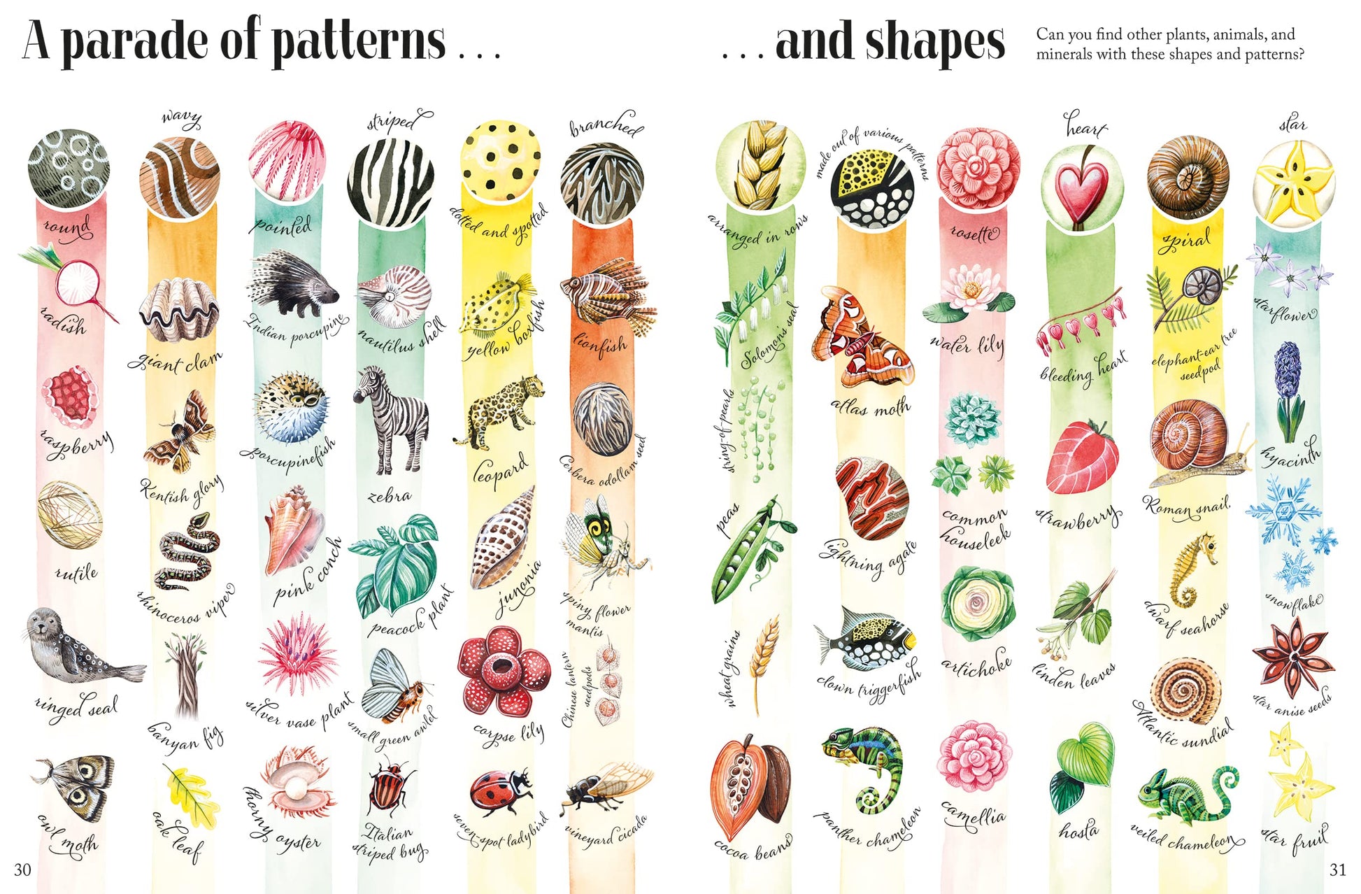 Shapes and Patterns in Nature (Nature's Wonderful Colors, 3)