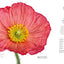 The Flower Book: Let the Beauty of Each Bloom Speak for Itself