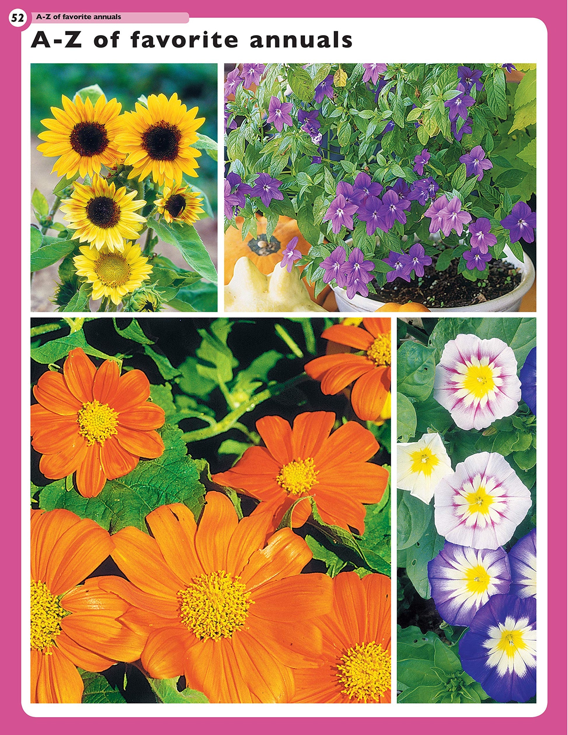 Home Gardener's Annuals: The Complete Guide to Growing 37 Flowers in Your Backyard (Creative Homeowner) Step-by-Step Photos & Essential Information to Design & Maintain Your Garden (Specialist Guide)