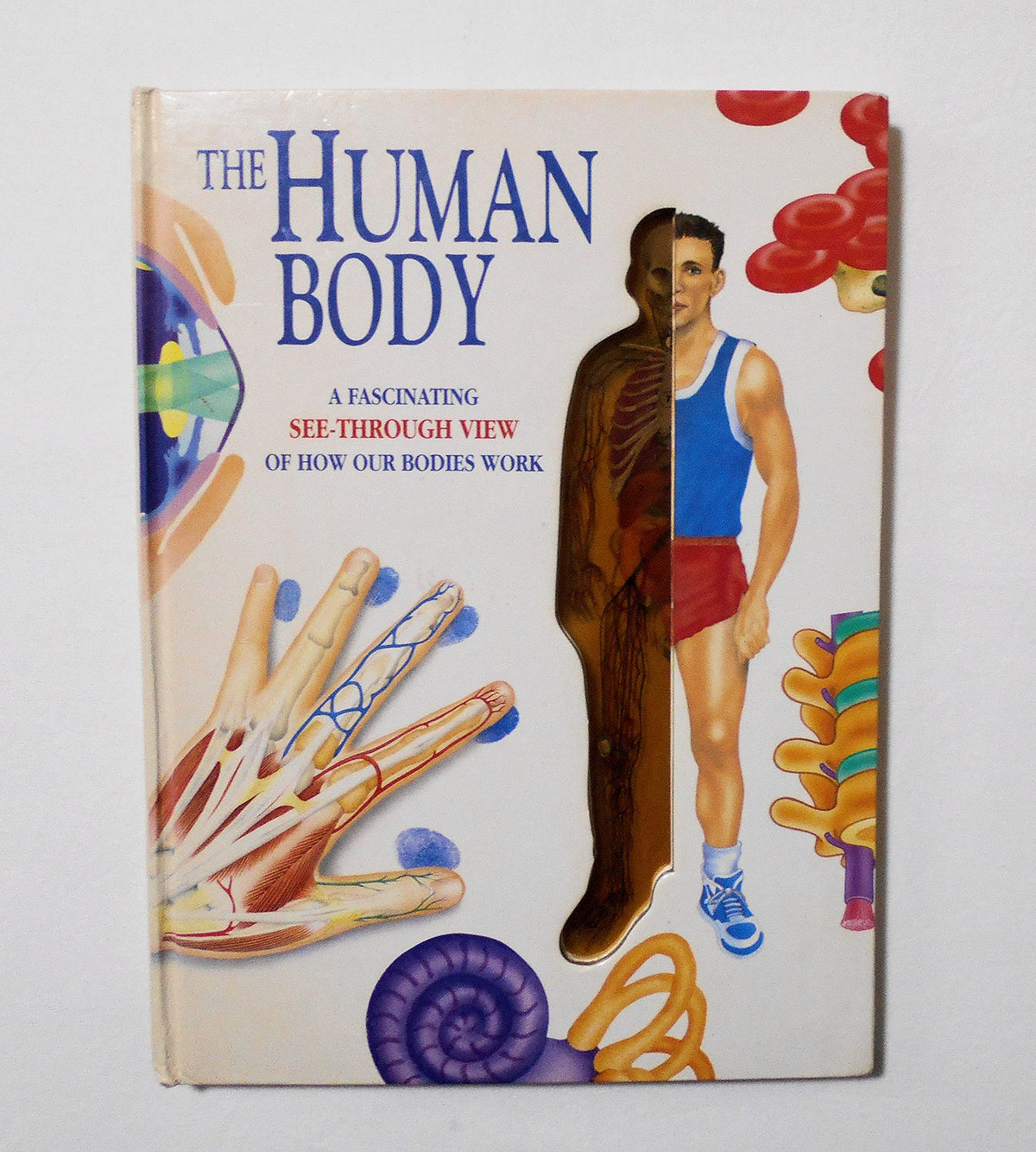 The Human Body: A Fascinating See-Through View of How Our Bodies Work