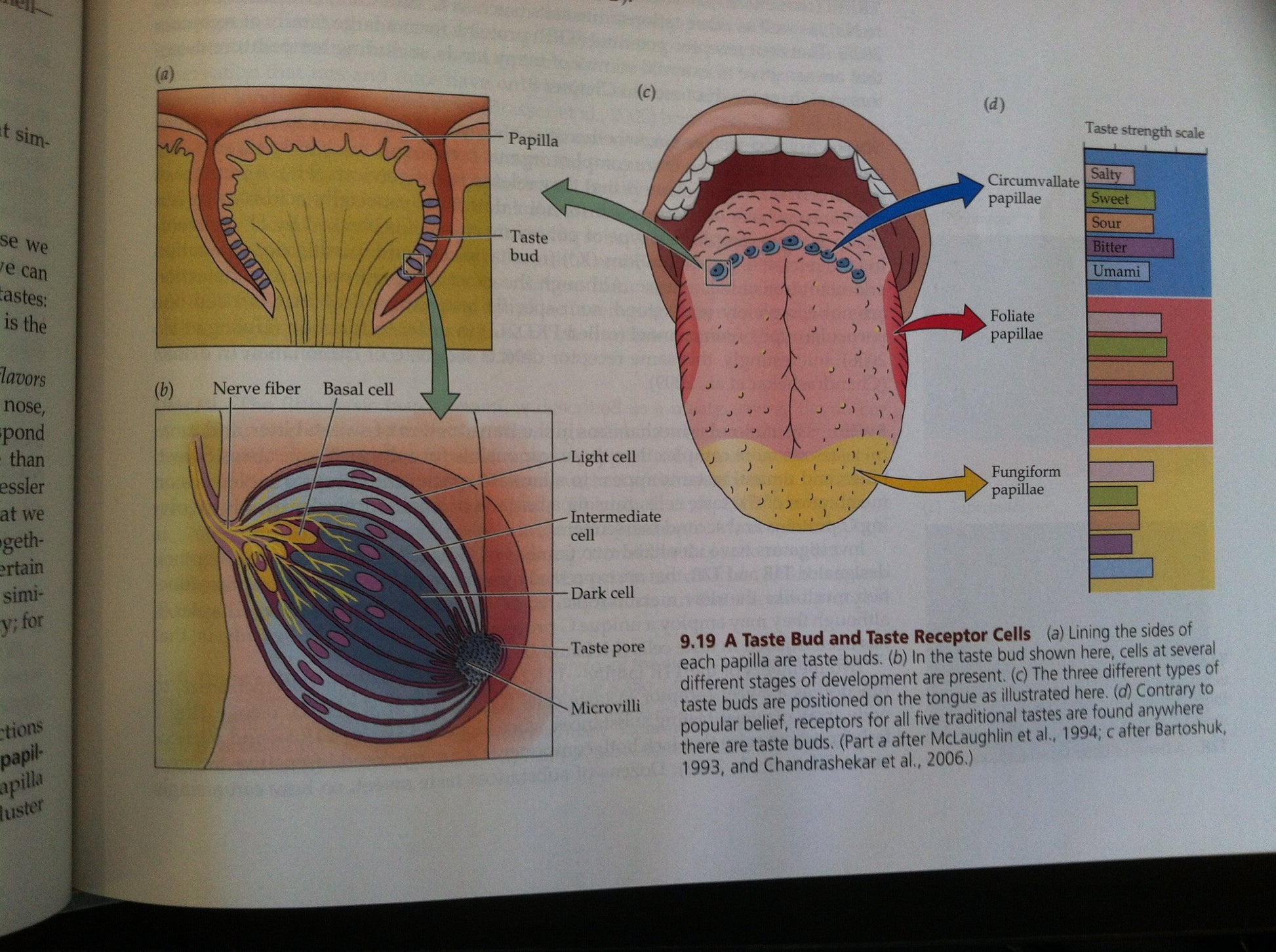 Biological Psychology: An Introduction to Behavioral, Cognitive, and Clinical Neuroscience