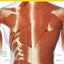 The Complete Human Body, 2nd Edition: The Definitive Visual Guide (DK Human Body Guides)