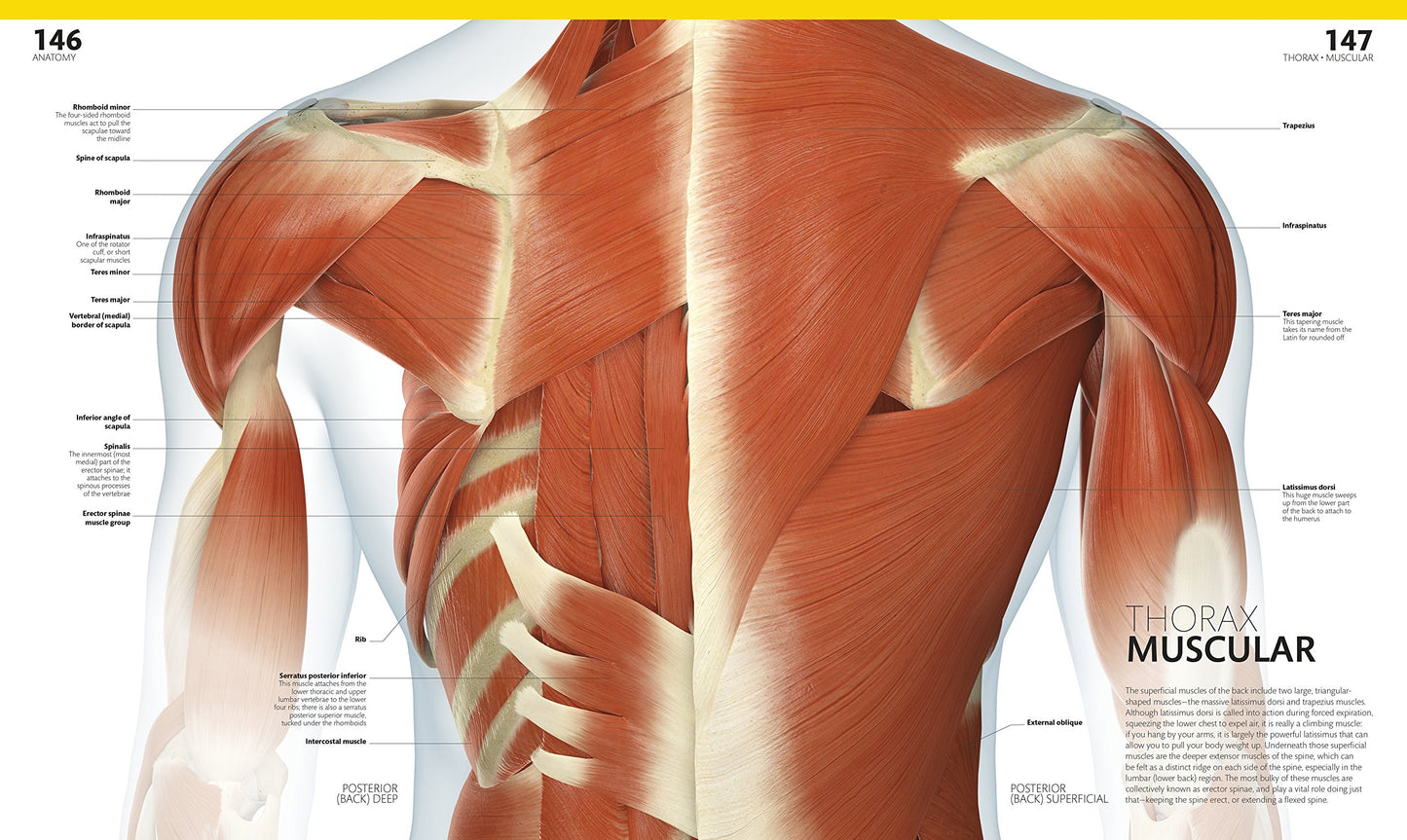 The Complete Human Body, 2nd Edition: The Definitive Visual Guide (DK Human Body Guides)