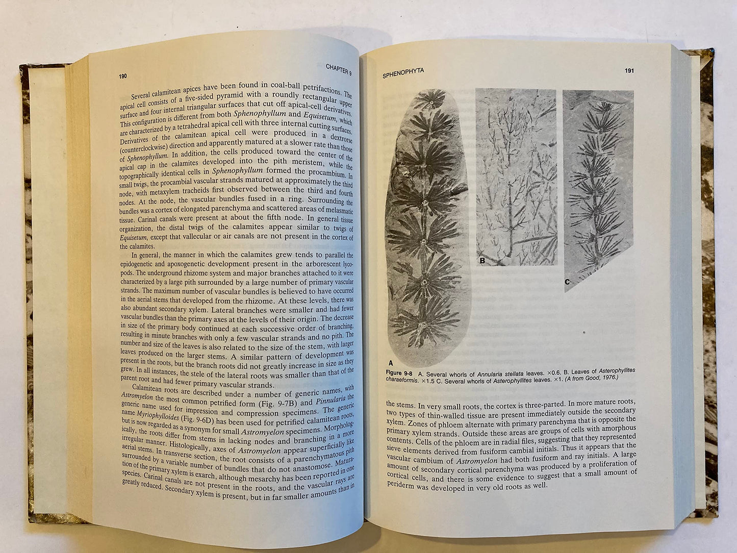 Paleobotany: An Introduction to Fossil Plant Biology by Taylor