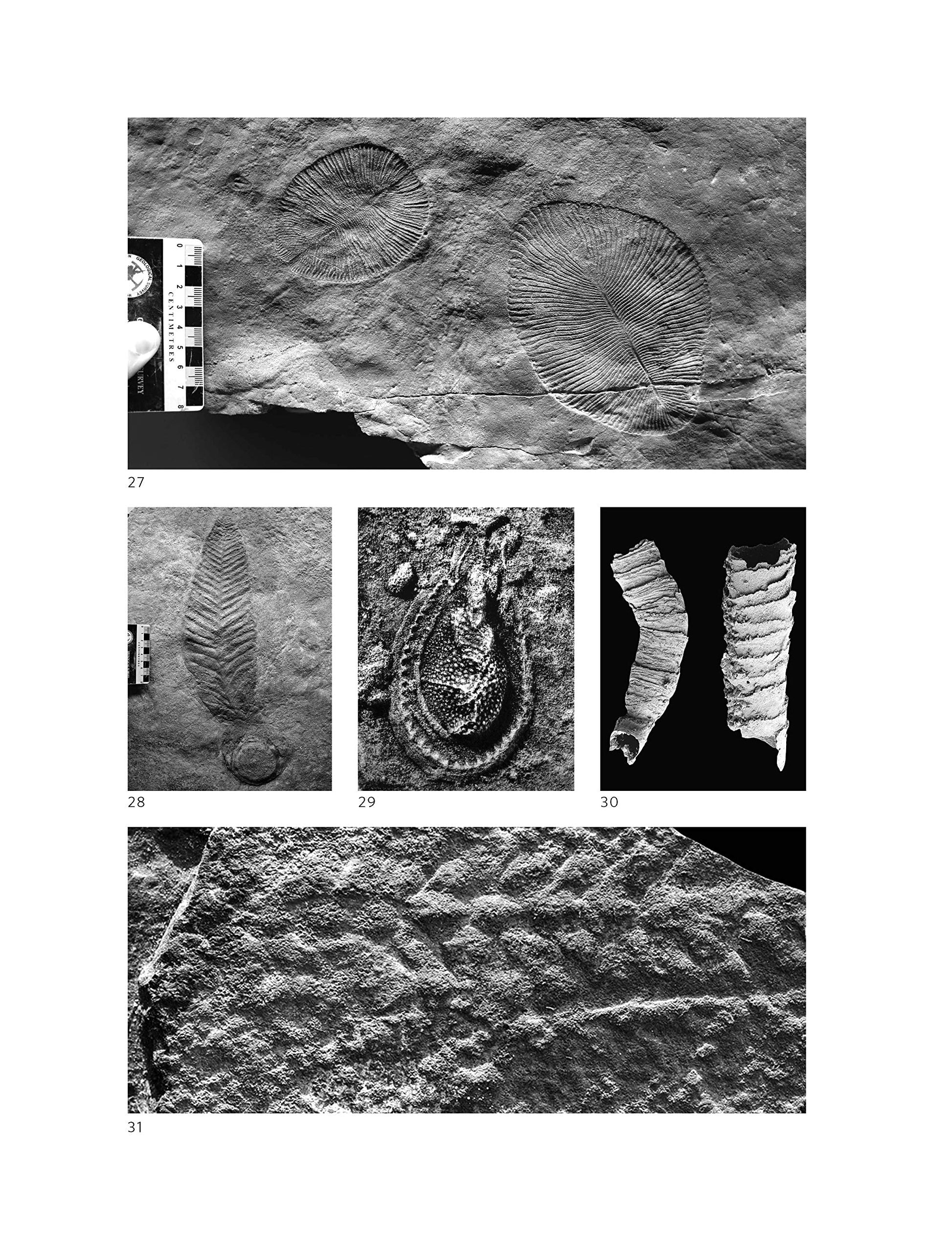 A Brief History of Earth: Four Billion Years in Eight Chapters