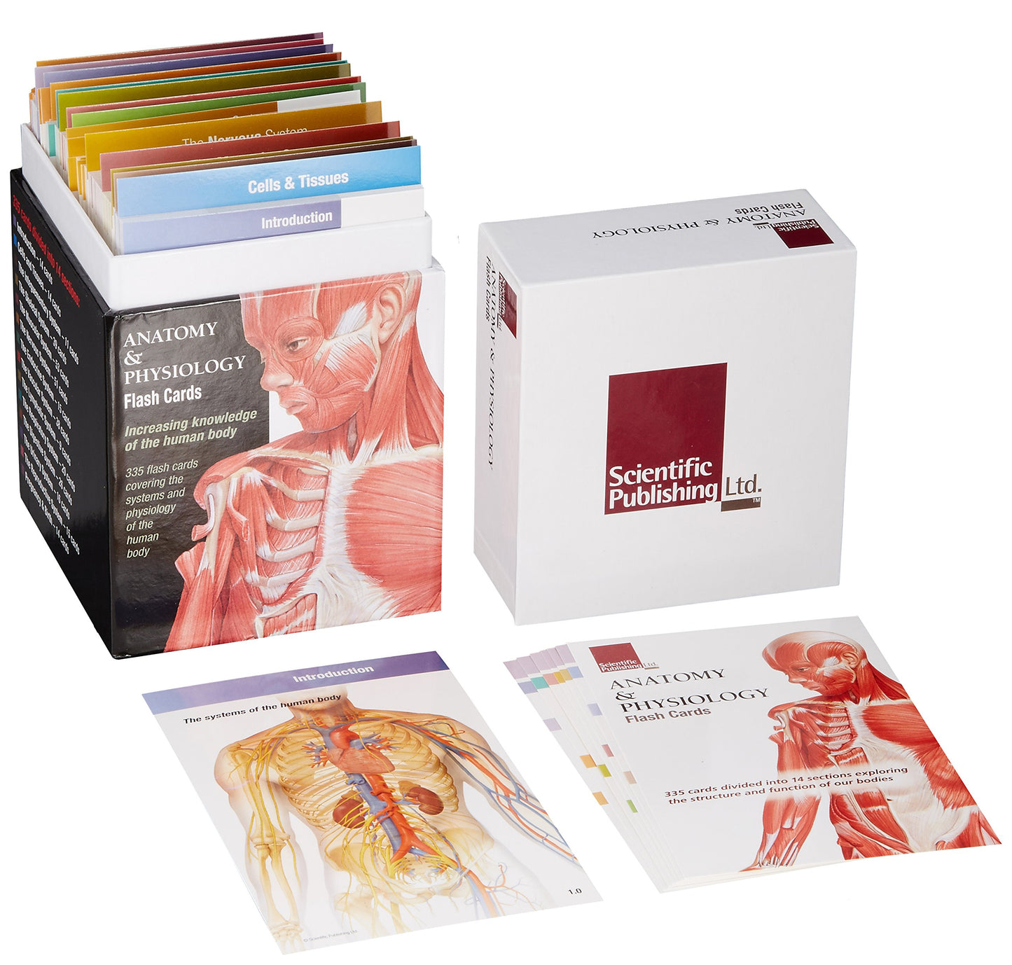 Anatomy & Physiology Flash Cards by Scientific Publishing
