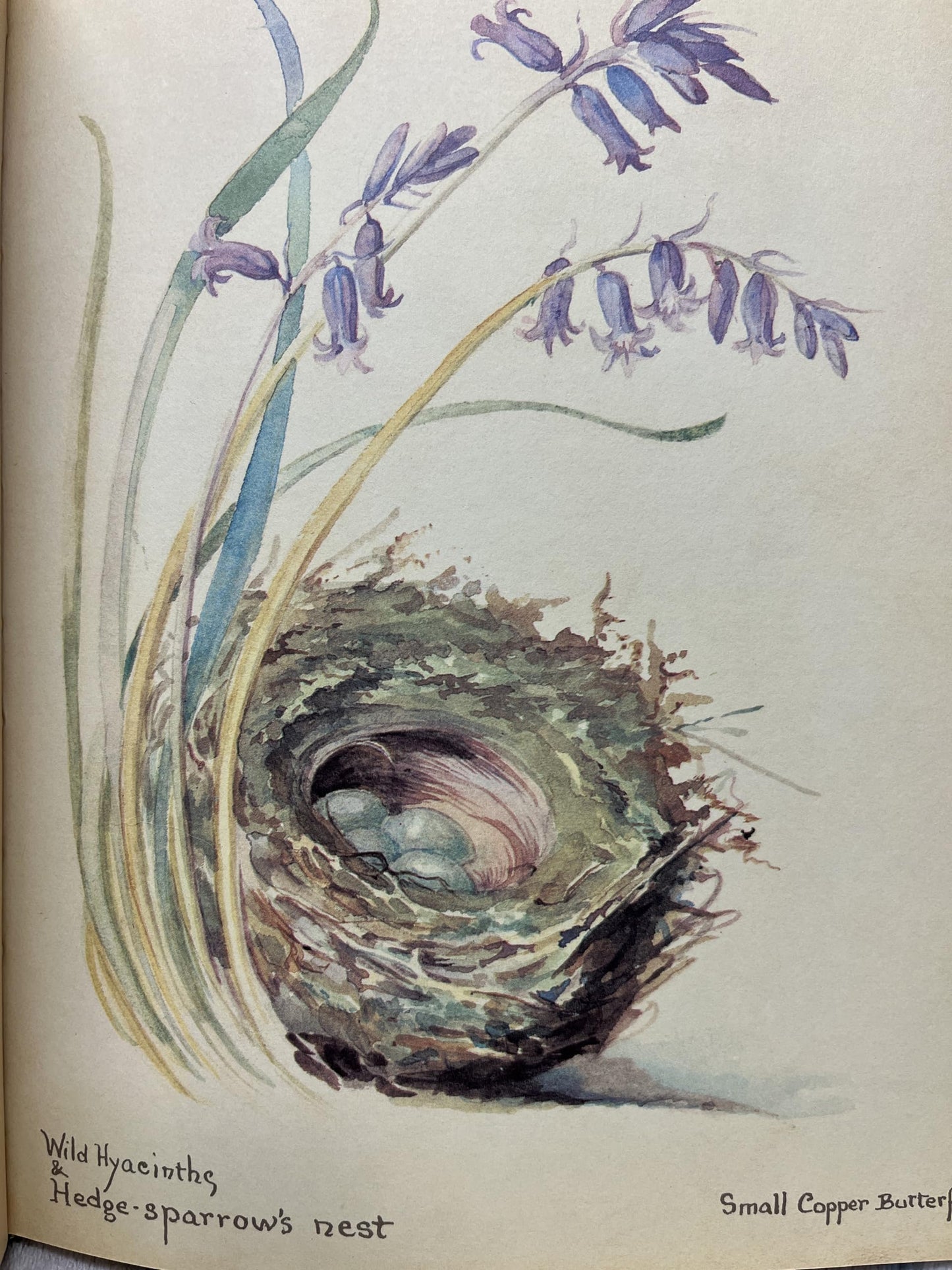 The Nature Notes of an Edwardian Lady