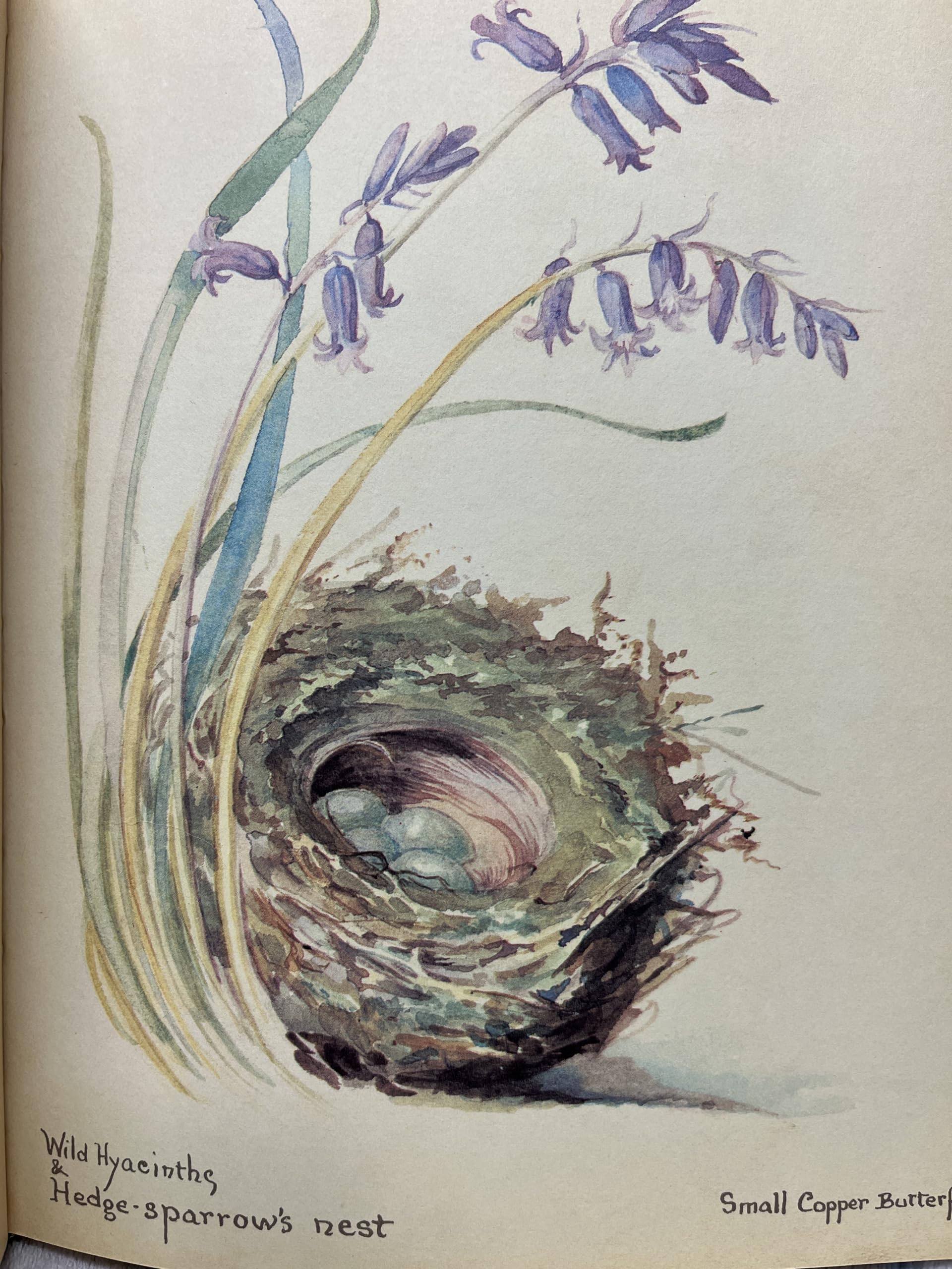 The Nature Notes of an Edwardian Lady
