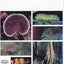 Costa Rican Natural History