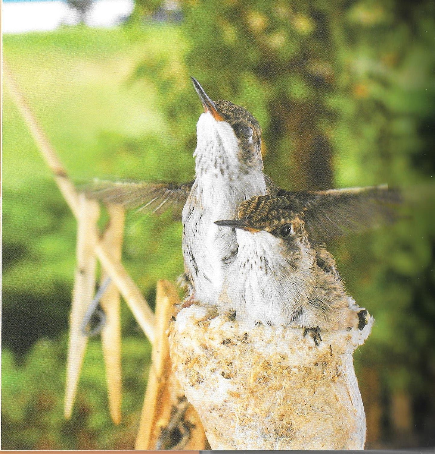 First Flight: A Mother Hummingbird's Story