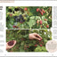 Grow Food For Free: The sustainable, zero-cost, low-effort way to a bountiful harvest